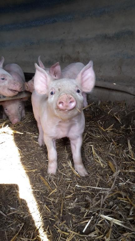 La Ferme Du Bouton D'or Bed & Breakfast Vendranges